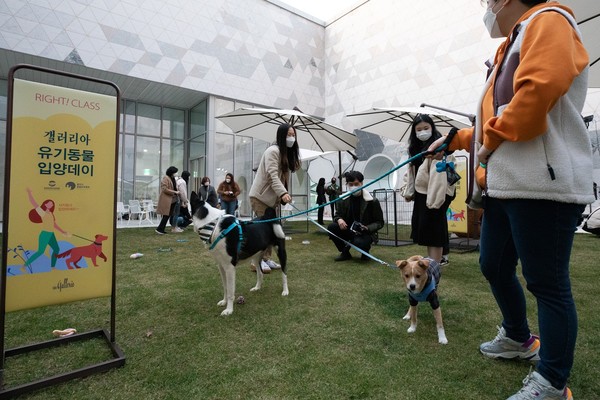 지난 달 25일 갤러리아 광교에서 진행된 ‘유기동물 입양데이’ 행사 사진