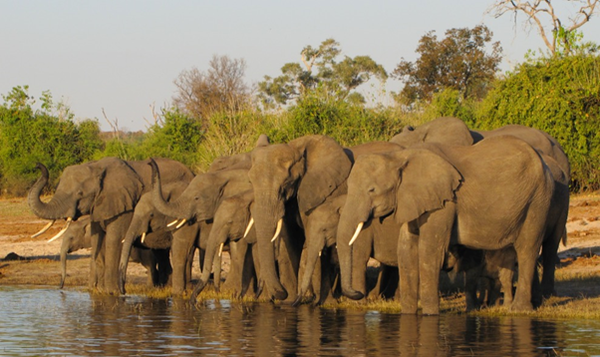 앙골라 키사마 국립공원의 코끼리들
