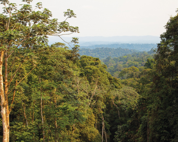 앙골라 마욤베 숲은 전 세계에서 두 번째로 큰 숲이다.