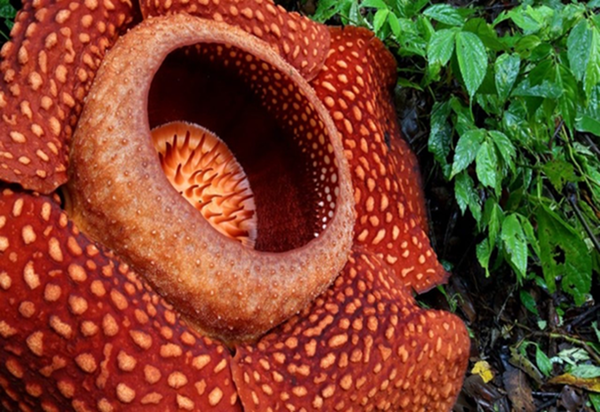 기생 꽃 식물의 종인 라플레시아(Rafflesia)