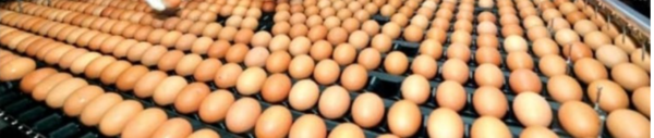 계란단체 ,“현실과 동떨어진 계란이력제 전자입력제 즉각 폐기"
