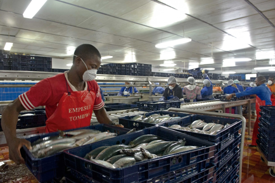 많은 양의 앙골라 바다의 물고기를 한국으로 수출한다. 