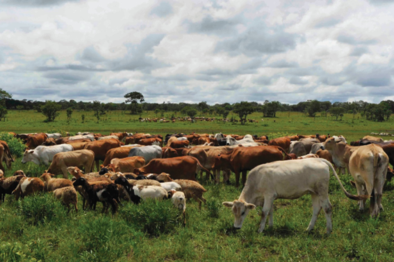 앙골라는 농업 사업 다각화를 촉진하기 위해 더 많은 민간 투자를 장려한다.